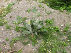 Verbascum gnaphalodes