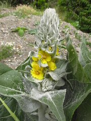 Verbascum gnaphalodes