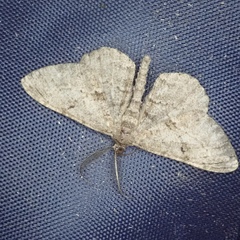 Peribatodes rhomboidaria