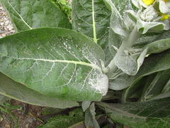 Verbascum gnaphalodes