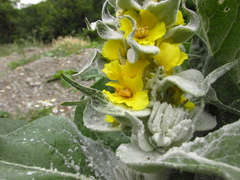 Verbascum gnaphalodes