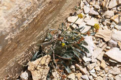 Eriogonum brevicaule