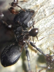 Cephalotes pusillus