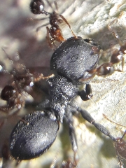 Cephalotes pusillus