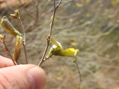 Rhynchosia