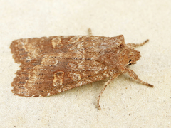 Lithophane semiusta