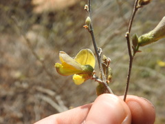 Rhynchosia