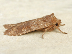 Lithophane semiusta