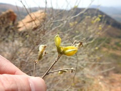 Rhynchosia