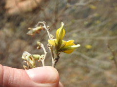 Rhynchosia