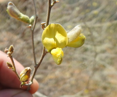 Rhynchosia
