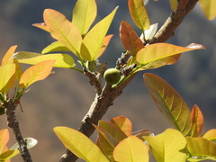 Ficus ingens
