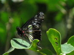 Catasticta flisa briseis