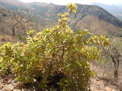 Ficus ingens