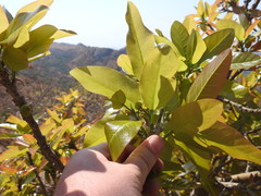 Ficus ingens