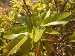 Ficus ingens