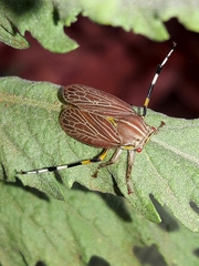Aetalion reticulatum