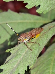 Aetalion reticulatum