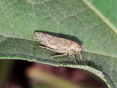 Curtara