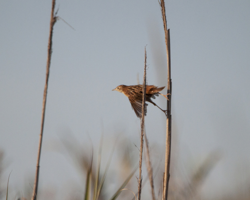 Cistícola buitrón (Cisticola juncidis)