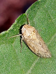 Curtara