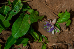 Passiflora laurifolia