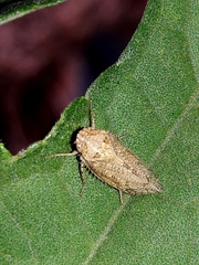 Curtara