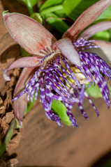 Passiflora laurifolia