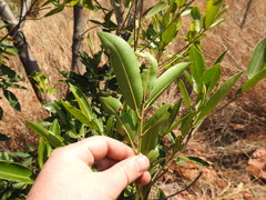 Mimusops zeyheri