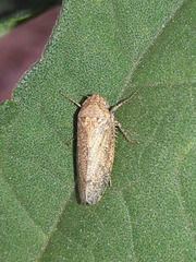 Curtara
