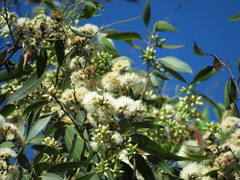 Pereute charops venezuelana