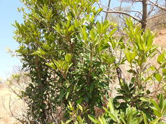 Mimusops zeyheri