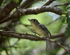 Vireo gundlachii