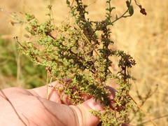 Jamesbrittenia burkeana