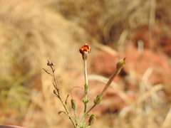 Jamesbrittenia burkeana