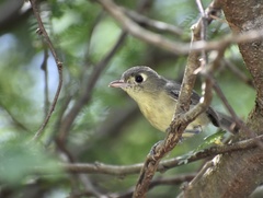 Vireo gundlachii