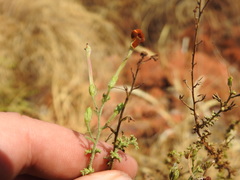 Jamesbrittenia burkeana