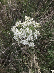 Stevia serrata