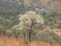Dombeya rotundifolia