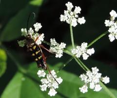 Typocerus
