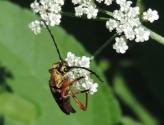 Typocerus