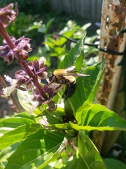 Xylocopa virginica