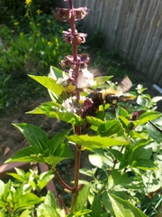 Xylocopa virginica