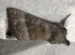 Papaipema eupatorii