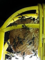 Protopolybia exigua