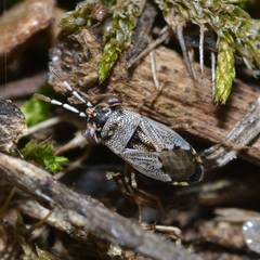 Geocoris floridanus