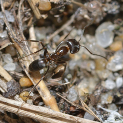 Dorymyrmex medeis