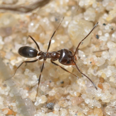 Dorymyrmex medeis