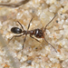 Usurper Pyramid Ant - Photo (c) Margarita Lankford, some rights reserved (CC BY-NC), uploaded by Margarita Lankford