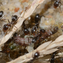 Dorymyrmex medeis